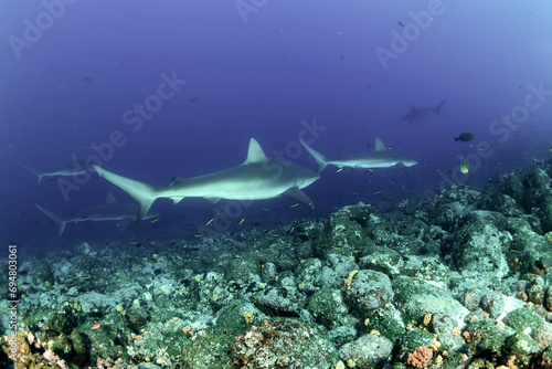 Whitetip reef ocean shark (Triaenodon obesus) mammal swimming in tropical underwaters. Shark in underwater wild animal world. Observation of wildlife ocean. Scuba diving adventure in Ecuador