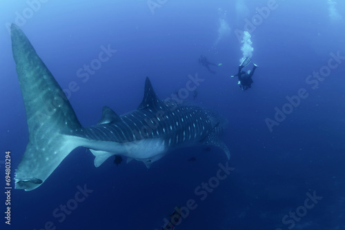 Whale shark (Rhincodon typus) mammal swimming in tropical underwaters rear view. Shark in underwater wild animal world. Observation of wildlife ocean. Scuba diving adventure in Ecuador coast © Alex Vog
