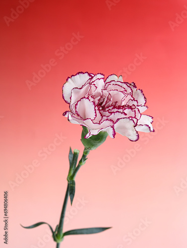 A Mother's Day flower carnation