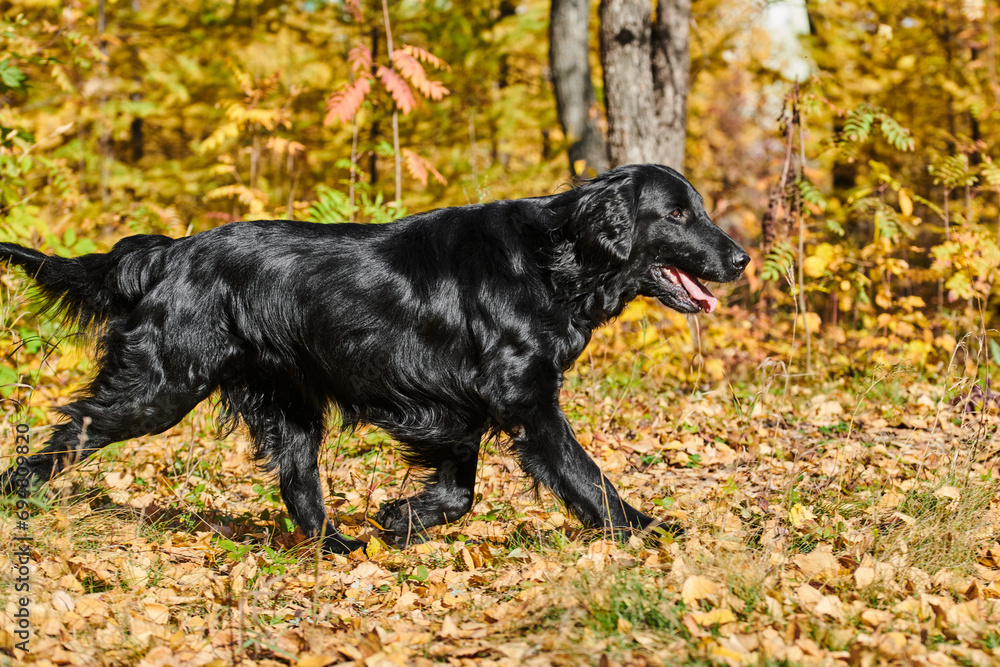 Portrait of black flat-coated retriever walking and playing in the autumn park, purebred dog against the backdrop of urban nature Portrait of black flat-coated retriever walking and playing in the autumn park, purebred dog against the backdrop of urban nature
