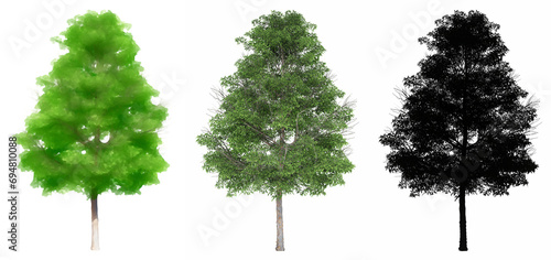 Set or collection of Lacebark Elm trees, painted, natural and as a black silhouette on white background. Concept or conceptual 3d illustration for nature, ecology and conservation, strength, beauty