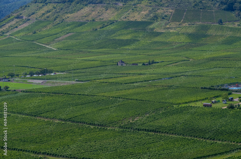 Panorama Luftbild auf zahlreiche Weinstöcke und Weinberge am weltberühmten deutschen Fluss Mosel in der Nähe des beliebten Ferienortes Beilstein, mit typischer Landschaft und schräger Hanglage