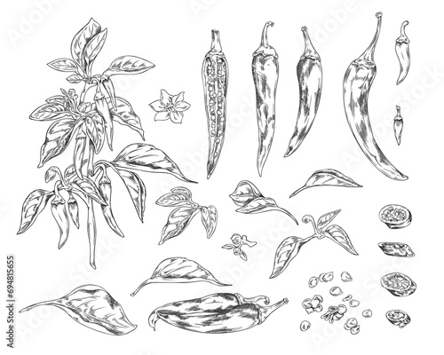 Set of hand drawn chili pepper vegetables, seeds, flowers and leaves sketch style