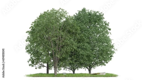 footage of tree group on white background, alpha channel, 3d illustration rendering