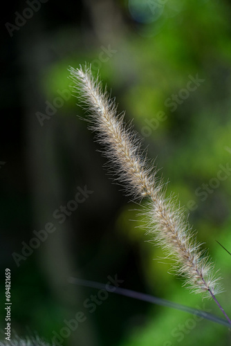 close up of a grass blur background