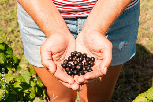 Female farmer with fresh Ribes nigrum in hands photo