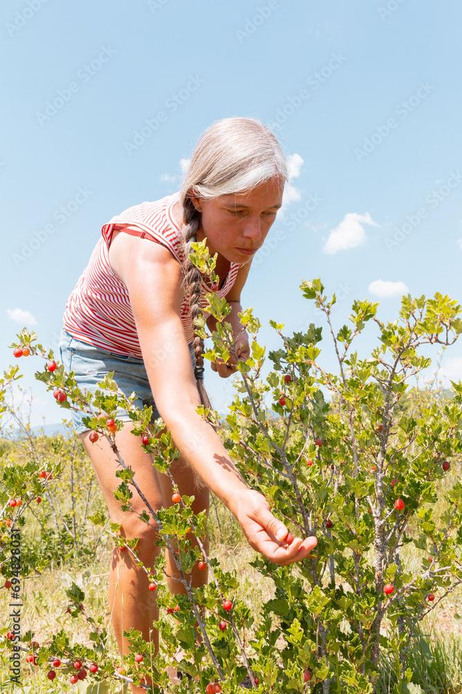 Botanist with Ribes rubrum at organic plantation Botanist with Ribes rubrum at organic plantation