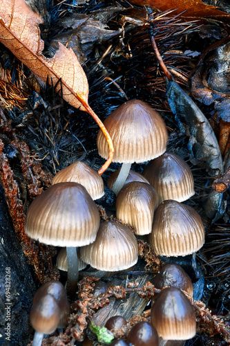 Mushrooms (Mycena seynii) on a chestnut trunk on a autumn day. Sierra de Gredos. Avila.