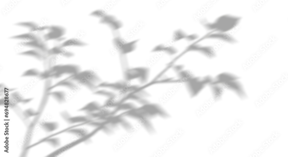 Shadow blurry plants leaves moving cutout transparent backgrounds 3d render png Shadow blurry plants leaves moving cutout transparent backgrounds 3d render png