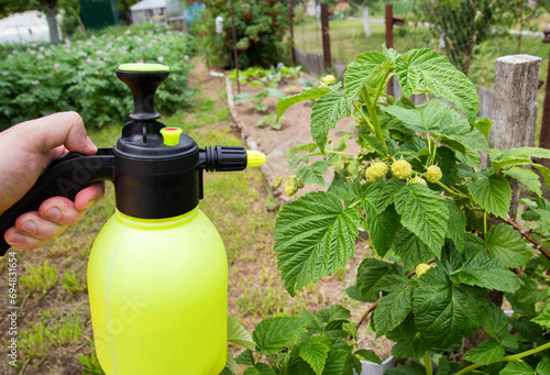 Photos Spraying raspberries in the country with ammonia and blue vitriol to kill pests and parasites