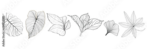 Line tropical exotic leaves set illustration. Beautiful natural outline icon or clip art. Exotic tropical jungle plant symbol. Monochrome isolated elegant and feminine element.