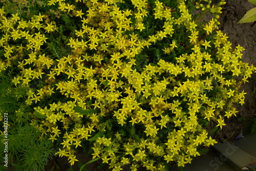 Konstfotografi Beautiful, creeping on the ground, yellow flowers in the form of small stars - s