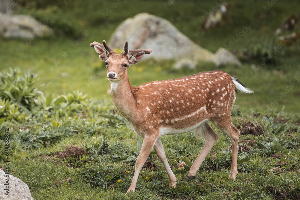 Cute spotted deer on grassy meadow in national park Cute spotted deer on grassy meadow in national park