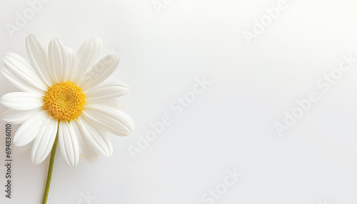 Chamomile on white background close-up flower