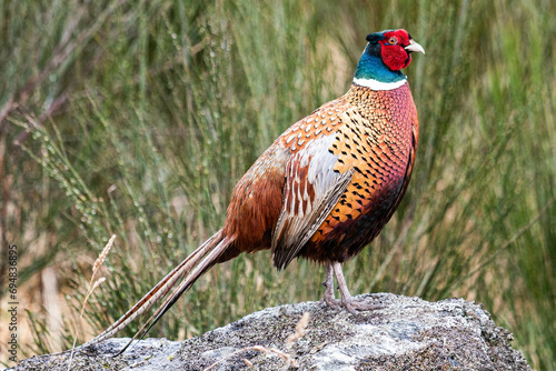 Cock Pheasant standing on a rock at Moy , Scotland, United Kingdom photo