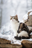 Winterzauber: Katze erkundet den verschneiten Garten vor dem Haus.