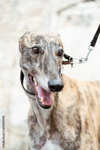 portrait of a dog