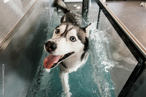 dog on hydrotheraphy