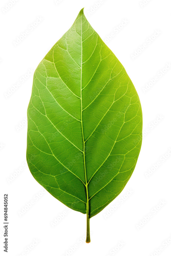 Translucent green leaf on white background Translucent green leaf on white background