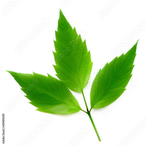 Translucent green leaf on white background photo