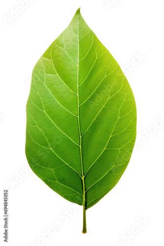 Translucent green leaf on white background