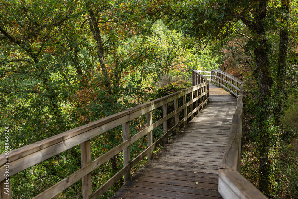 Long narrow boardwalk in lush forest Long narrow boardwalk in lush forest