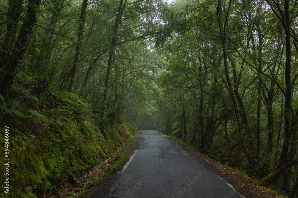 Narrow country road amidst lush green forest Narrow country road amidst lush green forest