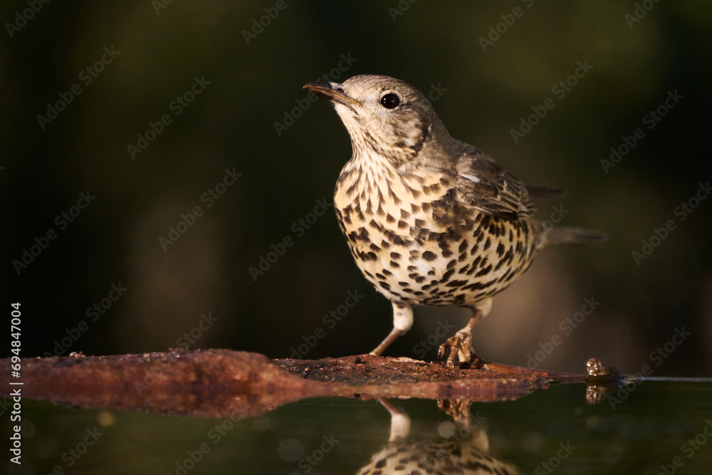 Spotted songbird perched by the water at dusk Spotted songbird perched by the water at dusk