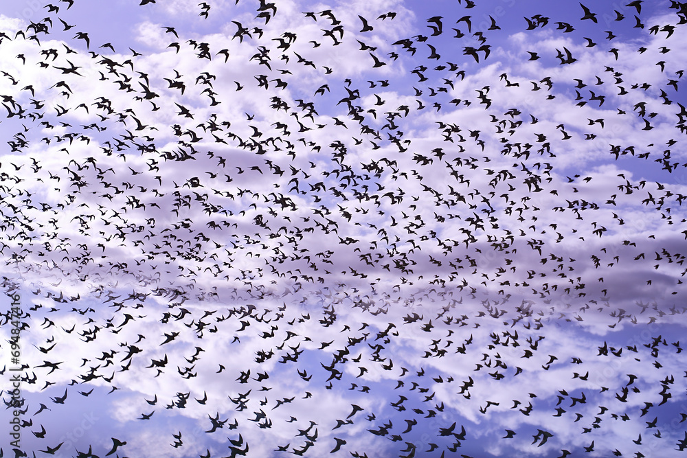 Flock of Birds Soaring Beneath a Purple Sky Flock of Birds Soaring Beneath a Purple Sky