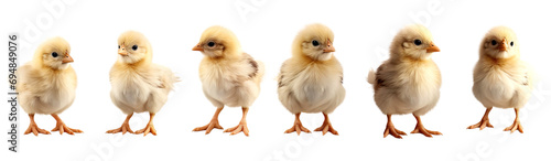 Many cute chicks isolated on transparent or white background photo