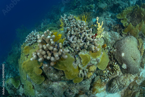 Vibrant coral reef ecosystem in tropical ocean depths photo