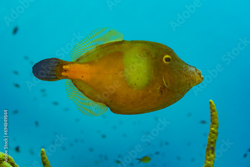 Serene filefish swimming in the blue ocean depths photo