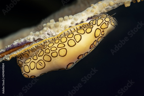 Close-up of a flamboyant cuttlefish egg on coral photo