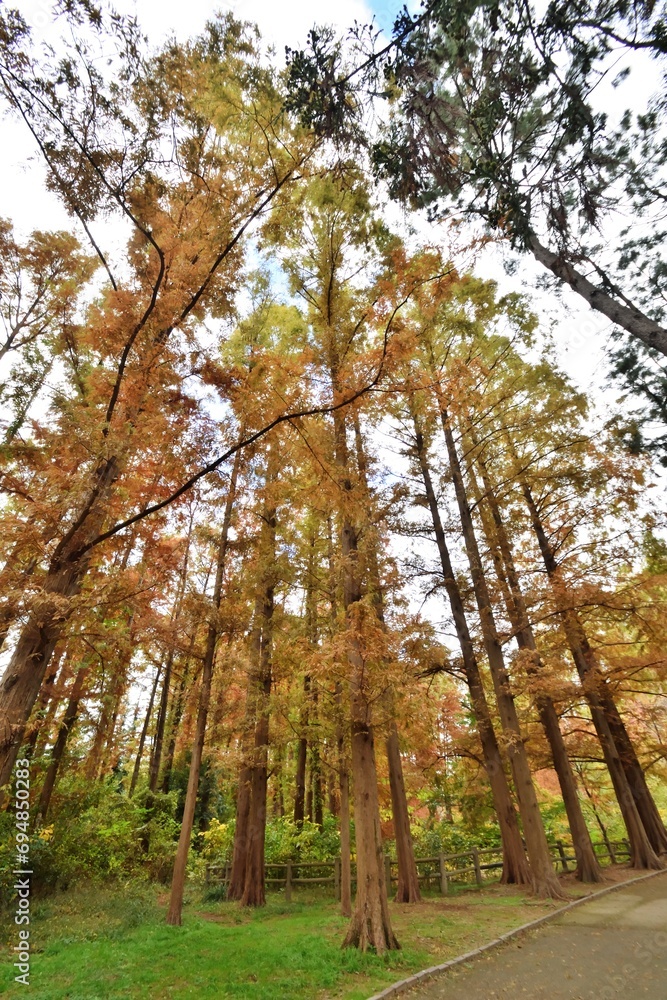 Fototapeta premium 長居植物園のメタセコイア