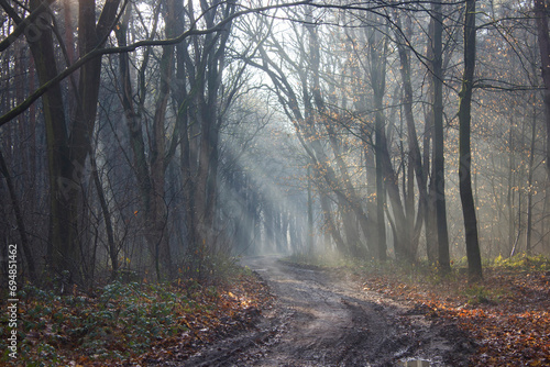 foggy forest - Brachter Wald in Germany © Mira Drozdowski