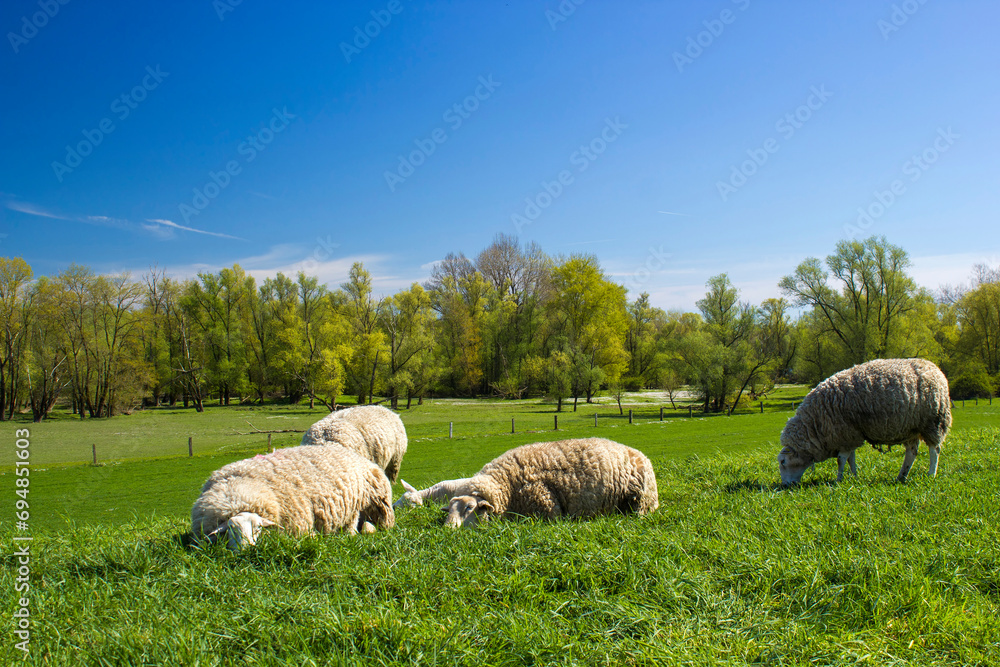 Fototapeta premium Sheeps in a meadow on green grass