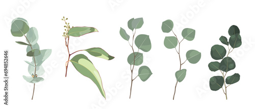 Eucalyptus plants. Rustic foliage branches and leaves for wedding invitation cards, decorative herbs collection. Botanical set trendy nature watercolour style greenery leafs.