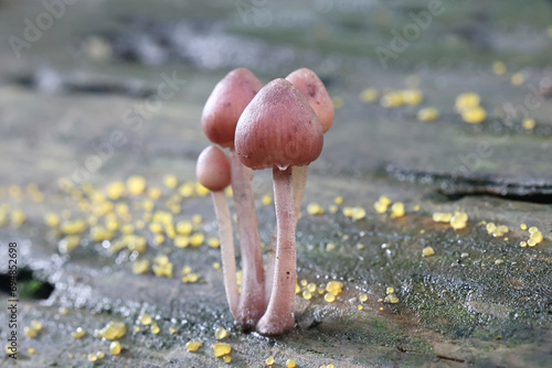 Bleeding fairy helmet, Mycena haematopus, also known as  burgundydrop bonnet or bleeding Mycena, wild mushroom from Finland photo