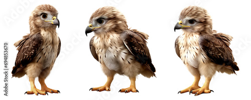 Set of baby cute common buzzard bird pose, clipart, isolated on transparent or white background