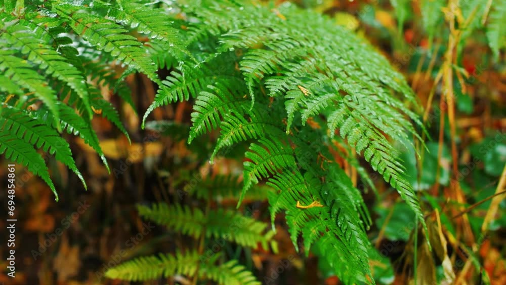 Water-wet ferns, rainy forests, swaying in the wind. Water-wet ferns, rainy forests, swaying in the wind.