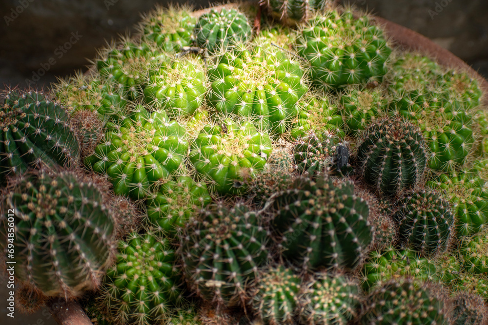 A Picture of Mammillaria spinosissima, also known as the spiny pincushion cactus A Picture of Mammillaria spinosissima, also known as the spiny pincushion cactus