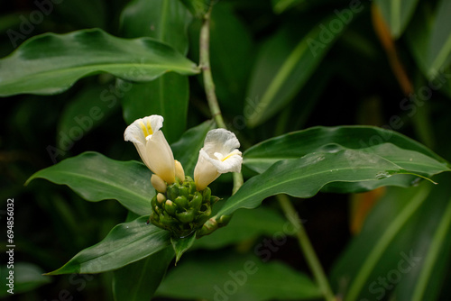 Eulophia pulchra, commonly known as the gonzo orchid, is a plant in the orchid family and is native to areas from Tanzania and Mozambique photo