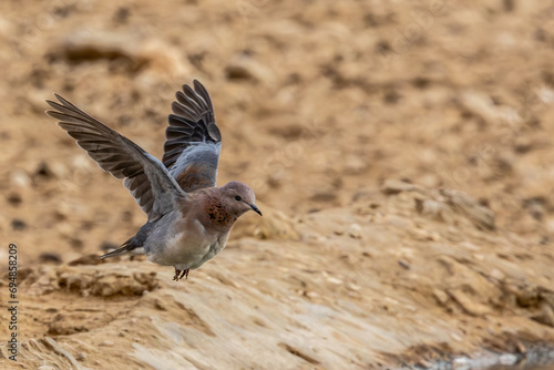 Laughing Dove in flight  Rooiborsduifie   Spilopelia senegalensis  at Kij Kij in the Kgalagadi Transfrontier Park in the Kalahari