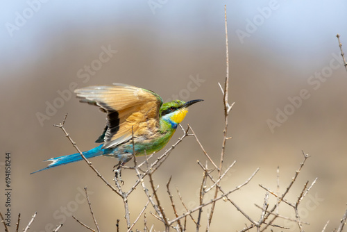 Swallow-tailed Bee-eater (Swaelstertbyvreter) (Merops hirundineus) near Auchterlonie in the Kgalagadi Transfrontier Park, Kalahari photo