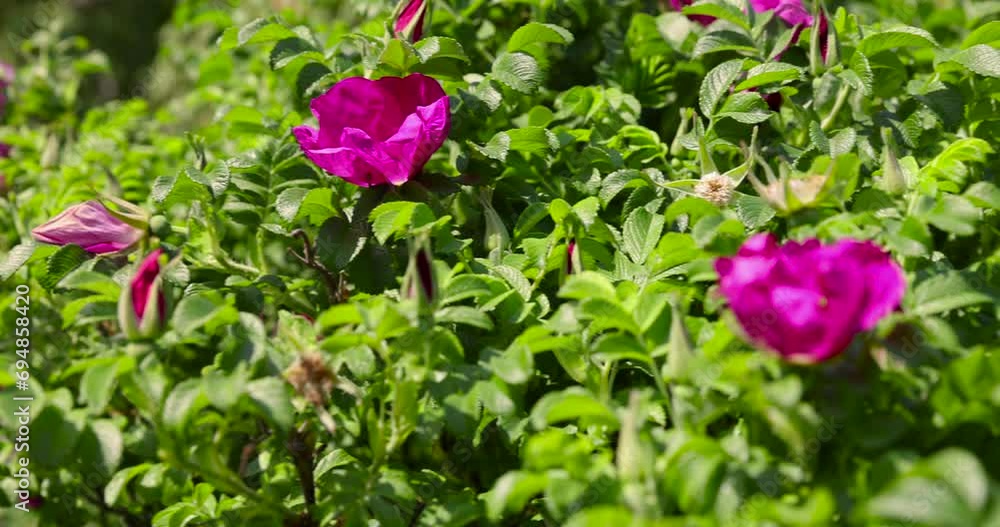 rosehip bush with red flowers in spring, red rosehip flowers in sunny spring weather rosehip bush with red flowers in spring, red rosehip flowers in sunny spring weather