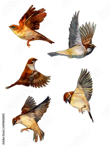 Watercolor Illustration with Birds. Set with Flying Sparrows on a light background. Wildlife.