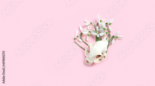 snowdrops flowers and animal skull on abstract pink background. spring season creative image. witchcraft, magic spiritual ritual. minimal style. template for design. copy space