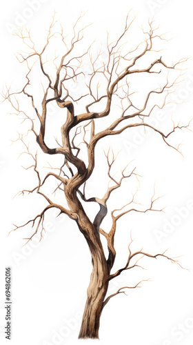 dry old dead skeletal tree drawing on white background. Drought concept photo
