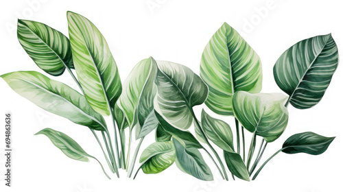 Large green leaves isolated on white. Botanical painting for decoration