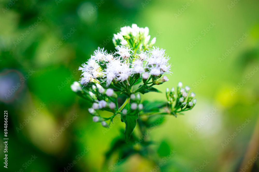 Free photo a Flower field covered with white wall rocket plants and flowers in full bloom during winter, malta Free photo a Flower field covered with white wall rocket plants and flowers in full bloom during winter, malta